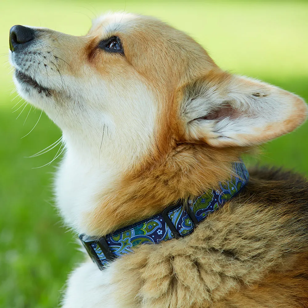 Fleming - Dog Collar