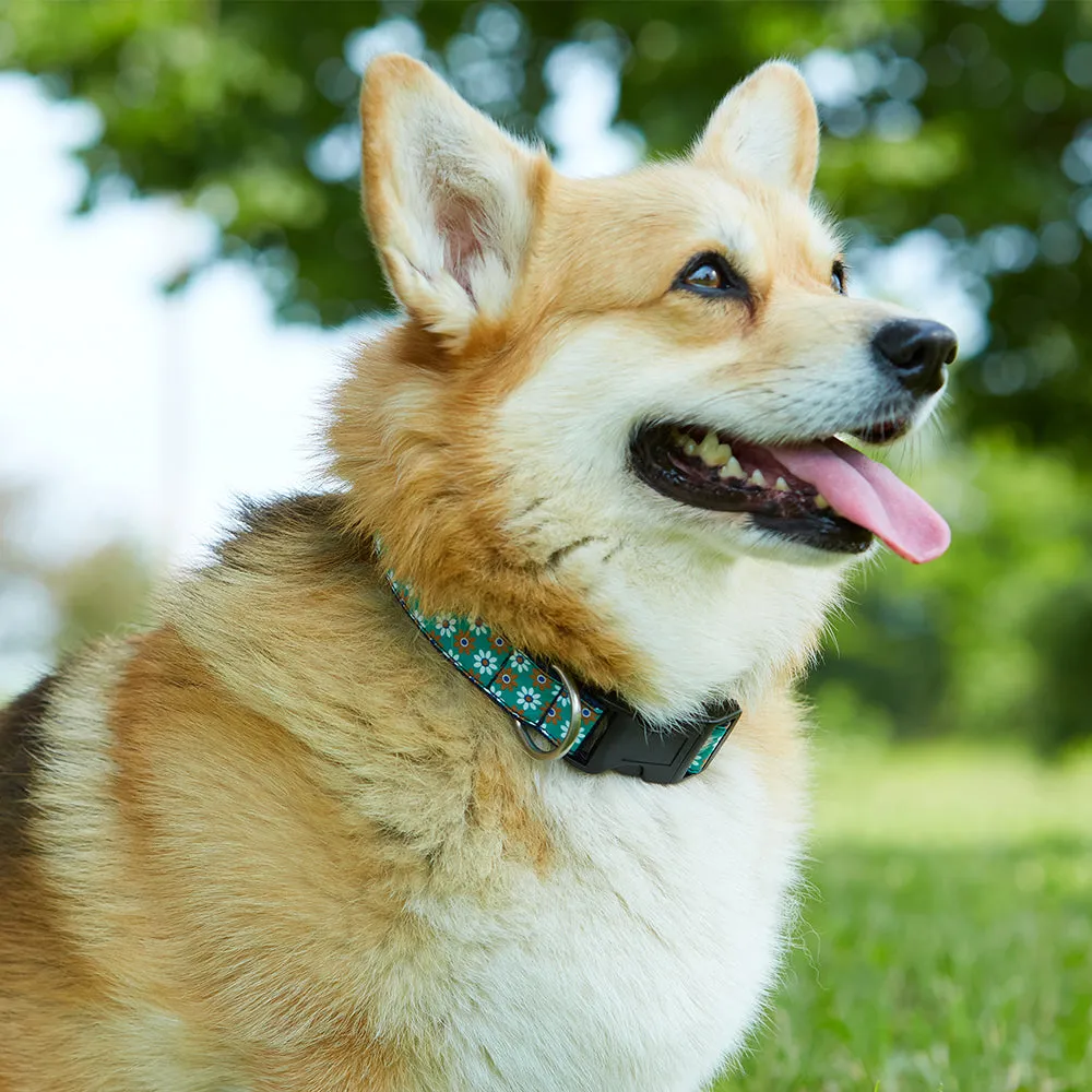 Fleming - Dog Collar